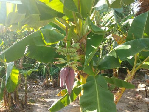 Agroturismo Meechok Organic Home