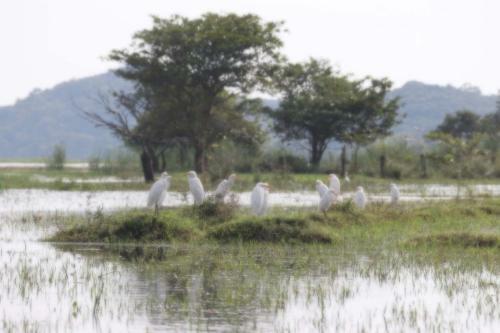 Elephant Lake