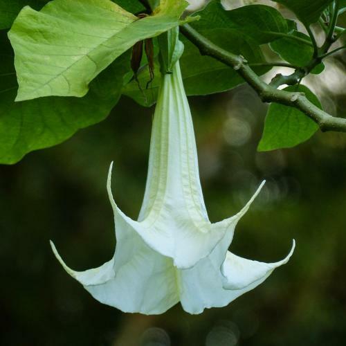 Bungalow La Datura