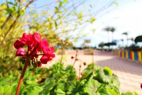 Apartamento En Primera Linea de Playa Puerto de Sagunto