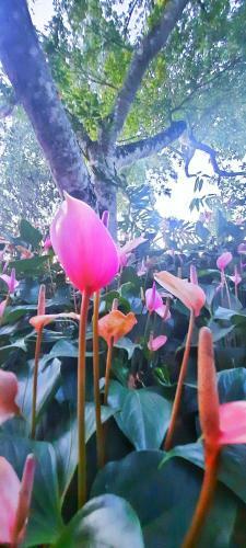 Mountain Peradise Home Stay