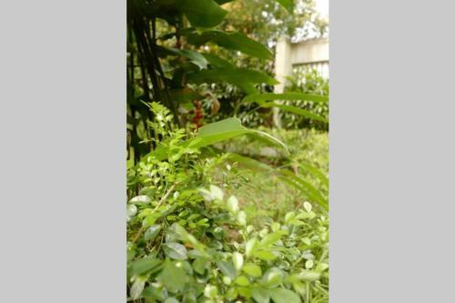 Villa The Pines Vimala Hills