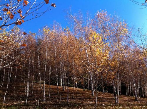 Villa Birches Luxury Spa Chalets