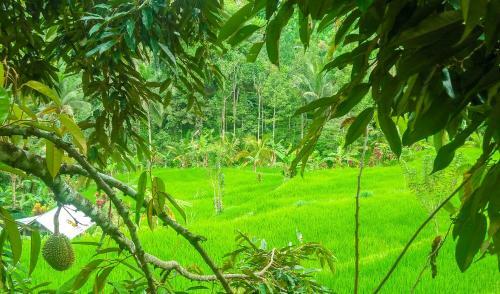 Buda's Homestay Lemukih