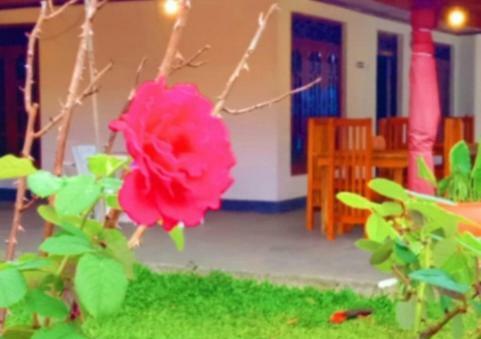 Bed & Breakfast Hiri Moon Villa