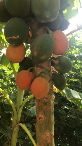 Agroturismo Happiness Farm