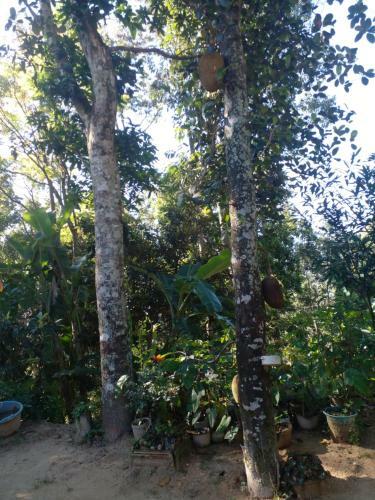 Nipula Homestay