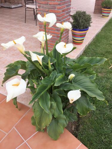 Casa Las Torres B&B