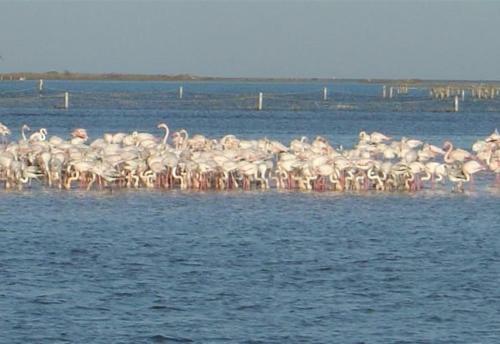 Apartamento Delta Del Ebro