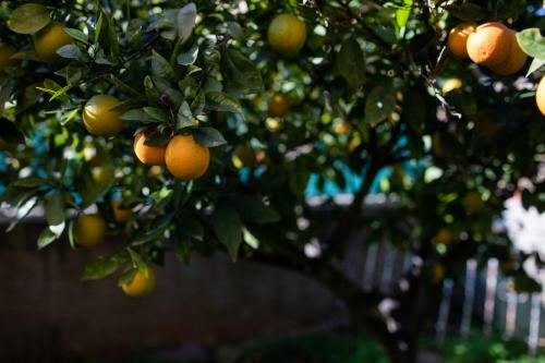 The Orange Lemon Tree House