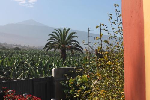 Finca La Plantaci�n _agroturismo