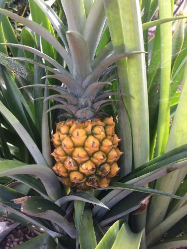 Finca La Plantaci�n _agroturismo