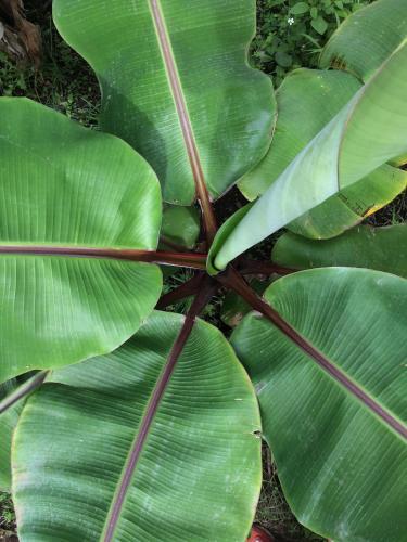 Finca La Plantaci�n _agroturismo