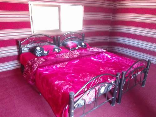 Bedouin Host Camp& With Tour