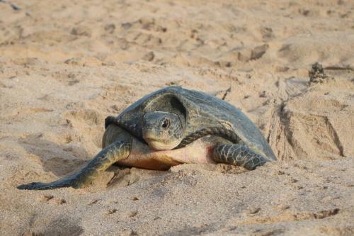 Hostal Turtle Guest House