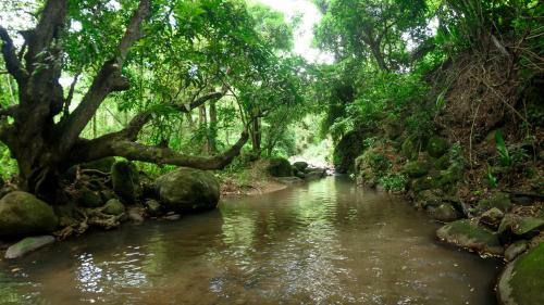 Lodge Martinique Treehouse