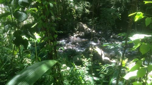 Lodge Martinique Treehouse