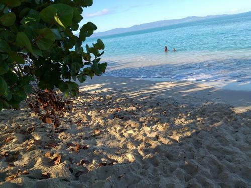 La Canne A Sucre