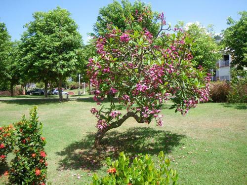 Apartamento Cactus Anse Des Rochers