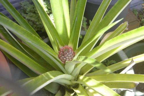 An Eol Caraibes