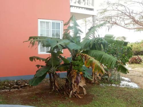 Apartamento Coral Turtle- Beach House