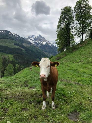 Agroturismo Zauneralm