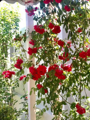 Shalimar Boutique Hotel