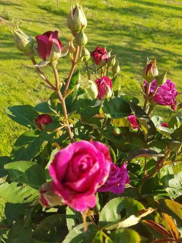 Bed & Breakfast Birkenstub�n - Wirtshaus Am Eckberg