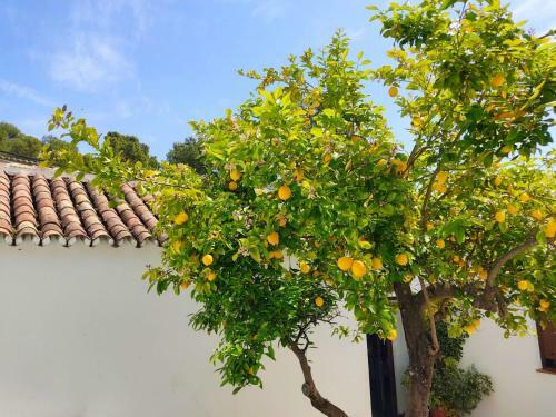 El Patio Del Lim�n