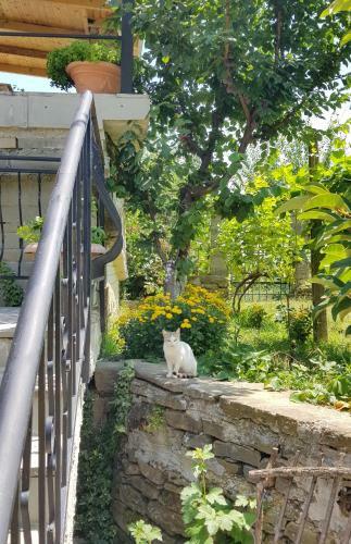 Hostal Guesthouse Lile