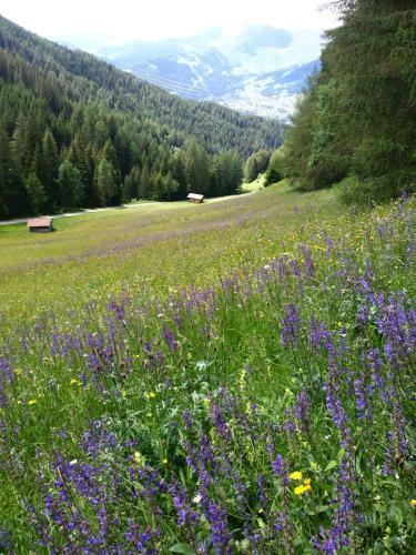 Apartamento Appartements Rosmarie