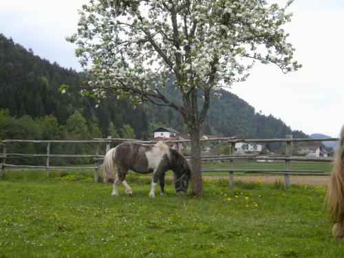 Hostal Pension Tschische