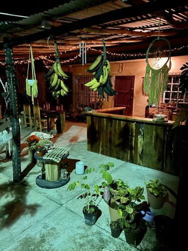 Apartamento Junglabacalar/ Casa Colibr�