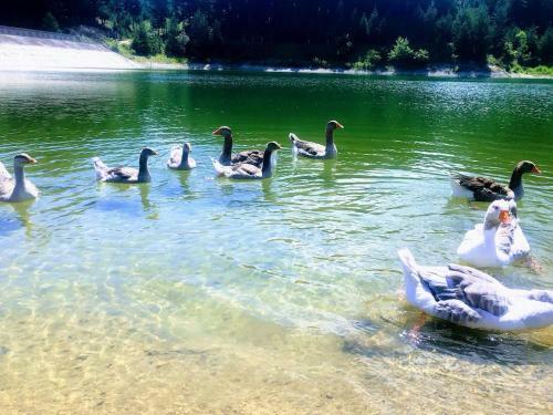 Apartamento Bansko 1-bedroom Suite Panoramic Mountain View