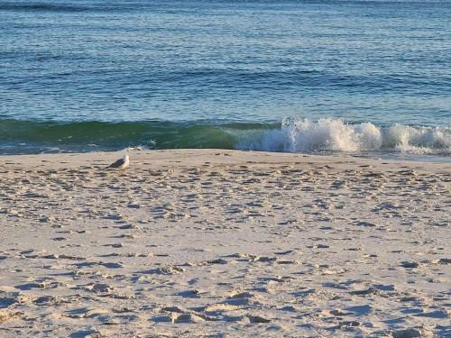 Phoenix Orange Beach 2004 By Youngs Suncoast