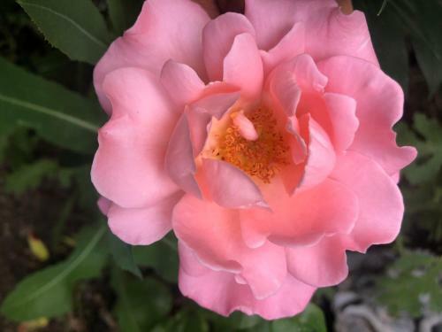 Hostal Hamptons Rose Garden Family!