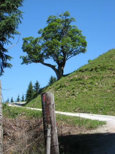 Apartamento Silber Lodge Im Wiesenstein