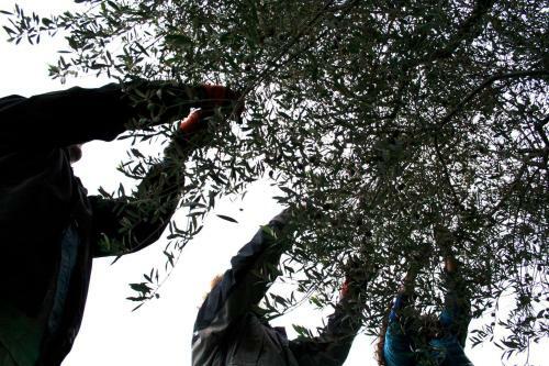Agroturismo Maset de La Costa