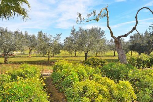 Son Perxa Finca Petra 216