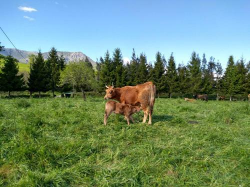 Agroturismo La Casona De Sovi�a
