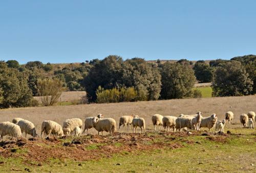 Agroturismo El Capricho de Navares