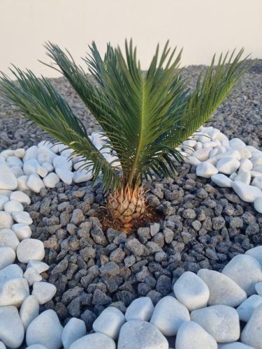 Luxury Villa Lanzarote