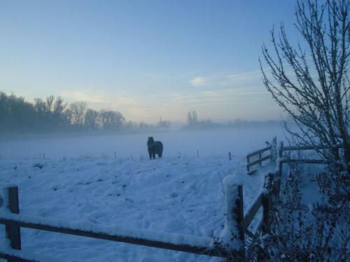 Cozy Holiday Home In Spijk With Meadow View