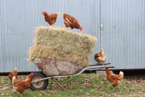 Penhaven Farm Stay