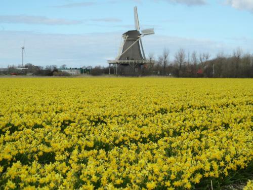 Vakantiehuizen Hollandse Kust