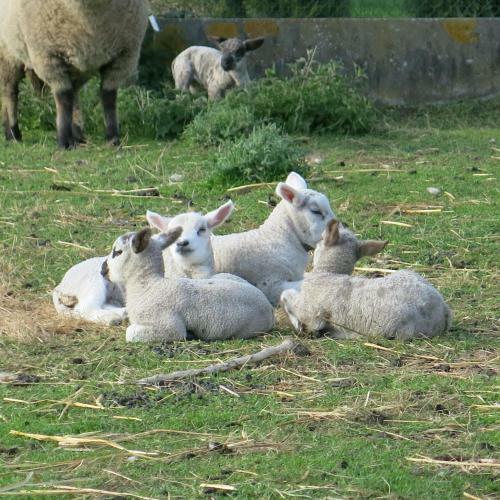 Bed & Breakfast Hoeve Chartreuse