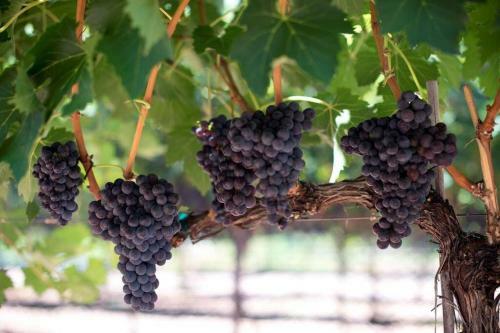 Apartamento Cabernet Cottage