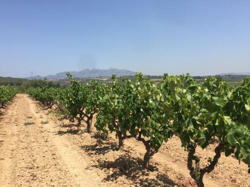 Agroturismo Masia Can Canyes & Spa
