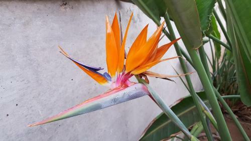 Apartamento Strelitzia Park