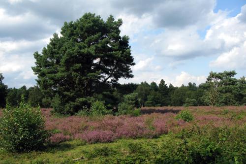 B&B De Beverhoek
